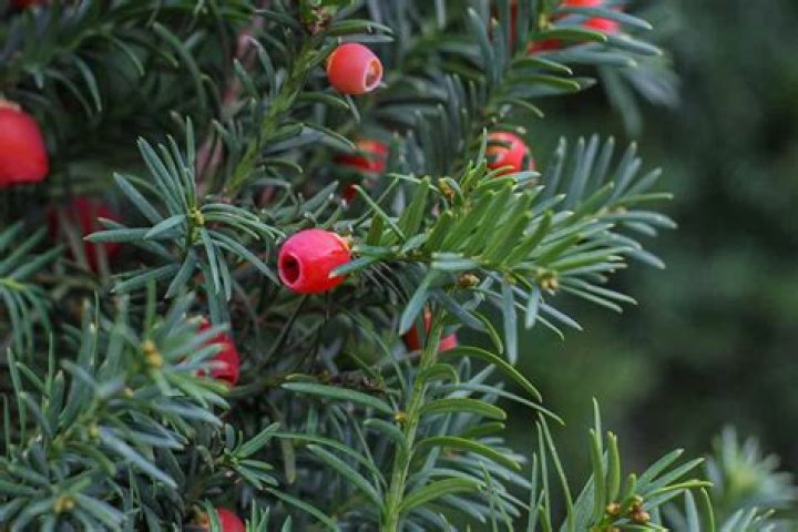 What are the Christmas berries called?