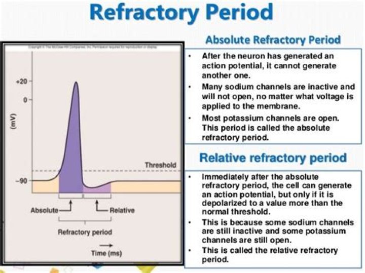 What causes absolute refractory period?