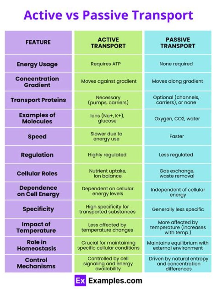 What determines whether a transport process is active or passive?