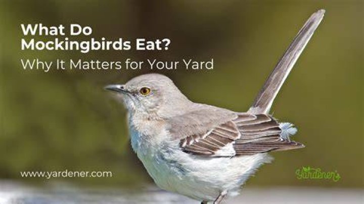 What do mockingbirds like eating?