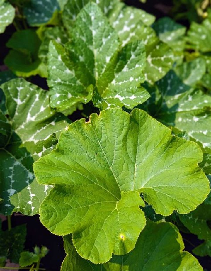 What do pumpkin plant leaves look like?