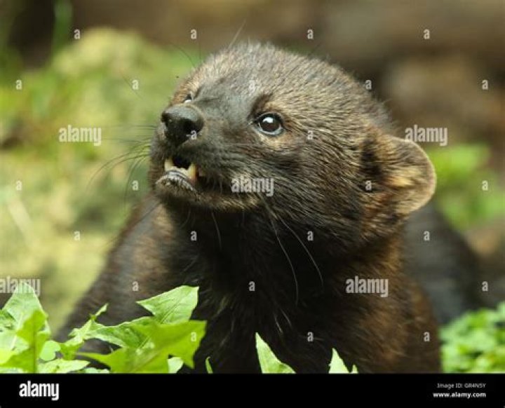 What does Fisher Scat look like?