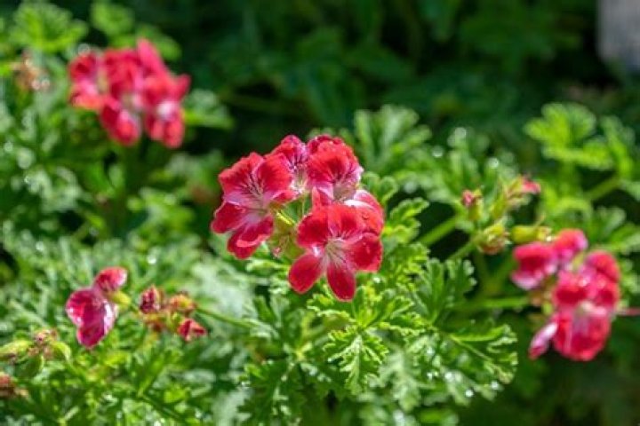 What does geranium smell like?