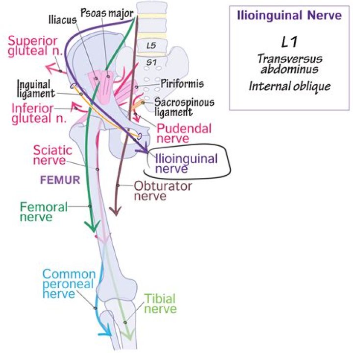 What does the Ilioinguinal nerve do?