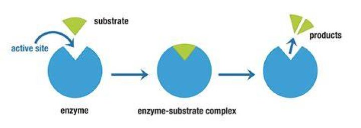 What is a enzyme substrate complex?