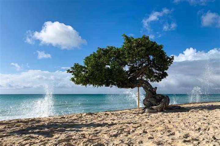 What is a Fofoti tree?