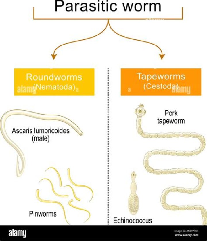 What is a parasite doctor called?