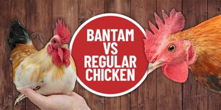 What is the difference between Bantam and standard chickens?