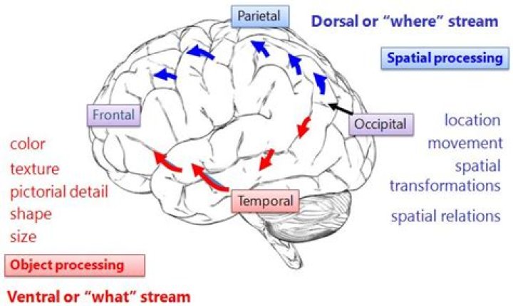 What is the ventral stream of visual processing?