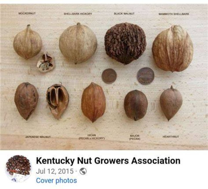 What nuts grow in Michigan?