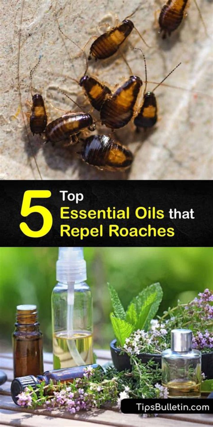What oils kill roaches?
