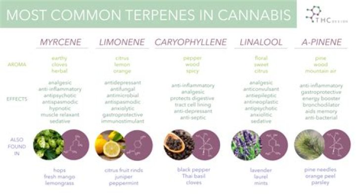 What strain smells like Pine Sol?