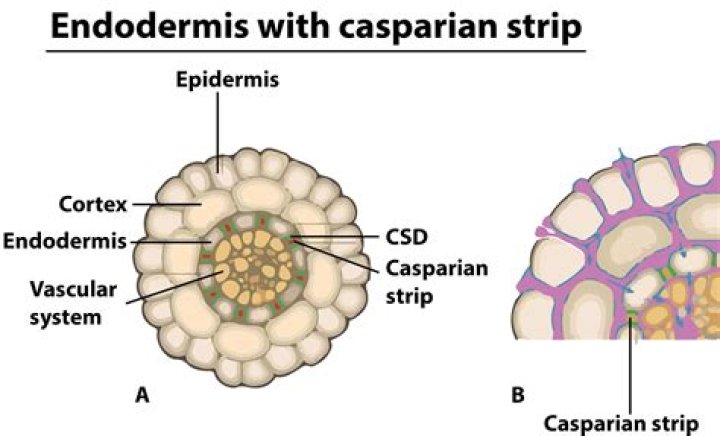 Where is the Casparian strip located and what is its function?
