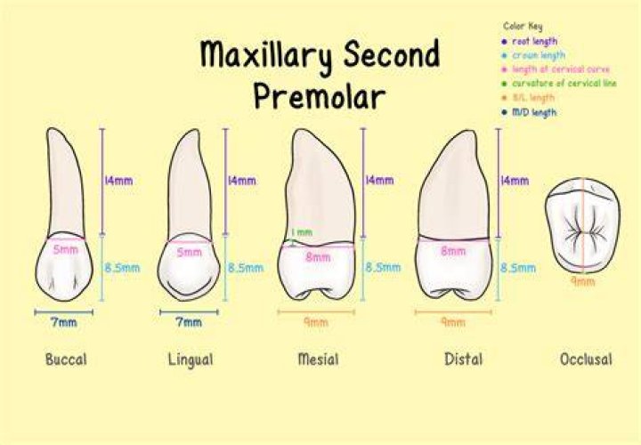 Which premolar has 2 roots?