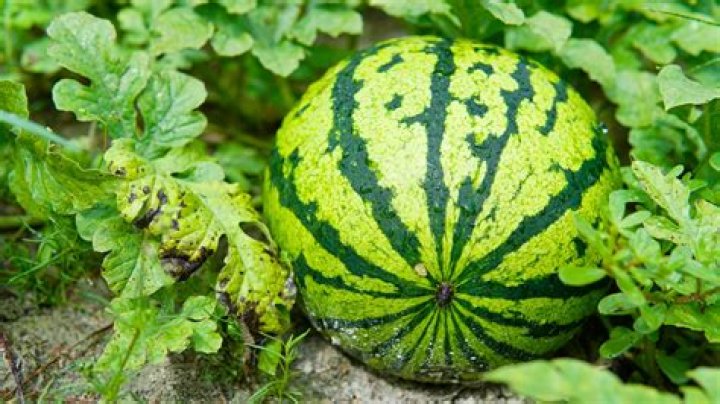 Why do my watermelons keep splitting?