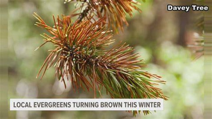 Why do pine needles turn orange?