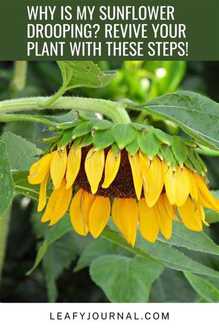 Why is my sunflower drooping?