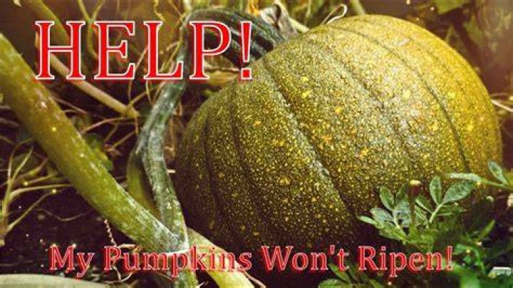 Will green pumpkins ripen after picking?
