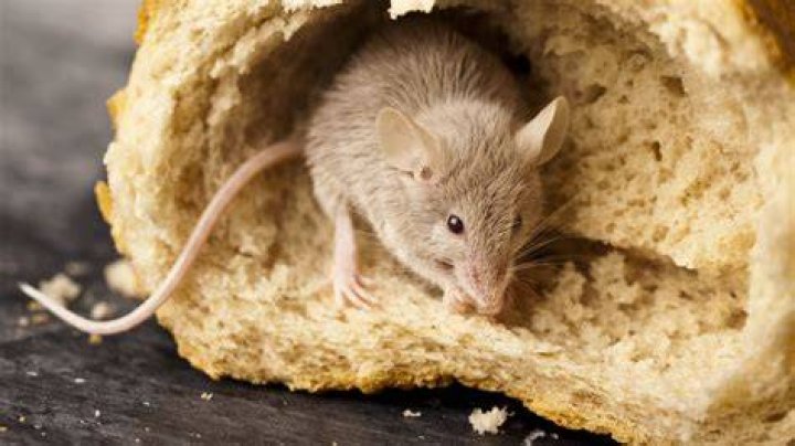 Will mice eat Styrofoam?