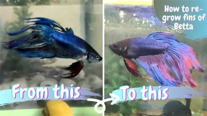 Will torn Betta fins grow back?