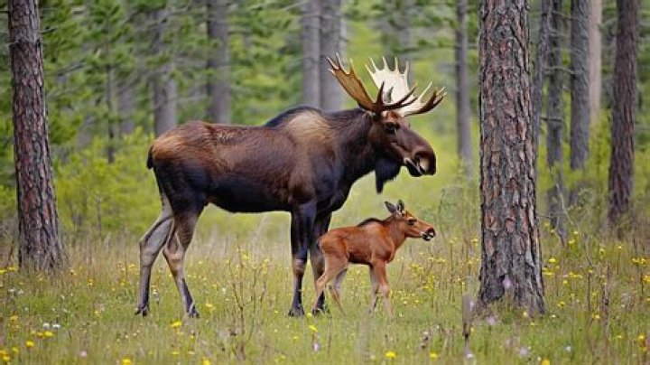 Young Moose Highlights